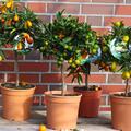 Deine Orangerie Set: Ovale Kumquat, Limequat Tavares, Calamondin, Kumquat Nordmann Seedless