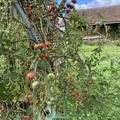 Wildtomate 'Rote Murmel', Solanum pimpinellifolium