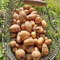 Solanum tuberosum 'Acoustic', Saatkartoffeln 'Acoustic'