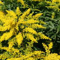 Solidago x cultorum 'Strahlenkrone'