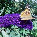 Sommerflieder 'Empire Blue', Buddleja davidii 'Empire Blue'