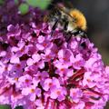 Buddleja davidii Pink Delight Sommerflieder, Schmetterlingsstrauch mit einer Biene