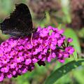 Sommerflieder, Schmetterlingsstrauch 'Royal Red'