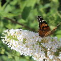 Eine weisse Rispe des Sommerflieders mit einem Schmetterling