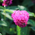 Buddleja davidii Miss Molly, Blte