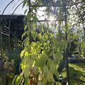 Sommerkiwi Vitakola, Actinida kolomikta