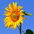 Sonnenblume 'Giganteus' Bio, Helianthus annuus