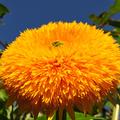 Sonnenblume 'Orange Sun', Helianthus annuus