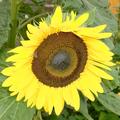 Sonnenblume 'Schnittwunder', Helianthus annuus