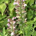 Acanthus mollis Brenklaue