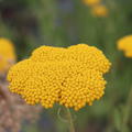 Achillea filipendulina 'Coronation Gold' Lubera