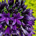 Agapanthus 'Black Jack', Schmucklilie, Stauden