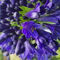 Agapanthus 'Midnight Sky', Schmucklilie, Stauden