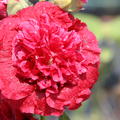 Alcea rosea Pleniflora rot