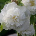 Alcea rosea Plenifora weiss