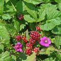 Allackerbeere 'Mespi', Rubus arcticus