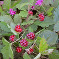 Allackerbeere 'Tarja', Rubus arcticus