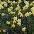 Alpenveilchen-Narzisse 'Topolino' (Narcissus 'Topolino')
