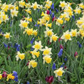 Alpenveilchen-Narzisse 'Topolino', Narcissus 'Topolino' (korr)