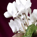 Alpenveilchen Weiss, Cyclamen persicum