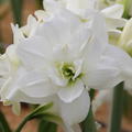 Hippeastrum 'Akiko'