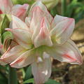 Hippeastrum 'Aphrodite'