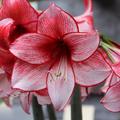 Hippeastrum 'Charisma'