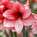 Hippeastrum 'Charisma', Amaryllis