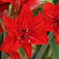 Hippeastrum 'Double Delicious'