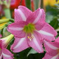 Hippeastrum 'Estella'