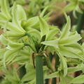 Hippeastrum 'Evergreen'