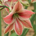 Hippeastrum 'Exotic Star'