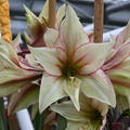 Hippeastrum 'Green Magic'