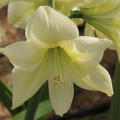 Hippeastrum 'Lemon Star'