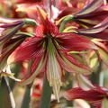 Hippeastrum 'Mystica'