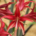 Hippeastrum 'Quito'