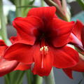 Hippeastrum 'Red Lion'