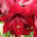 Hippeastrum 'Red Pearl'