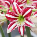 Hippeastrum 'Santiago'