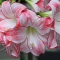 Hippeastrum 'Spotlight'