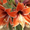 Hippeastrum 'Tierra'