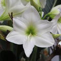 Hippeastrum 'White Queen'