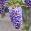 Amerikanischer Blauregen 'Amethyst Falls', Wisteria frutescens