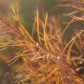 Amsonia hubrichtii