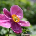 Anemone hupehensis 'Praecox'