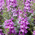 Angelonie Rosa, Angelonia angustifolia