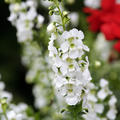 Angelonie Weiss, Angelonia angustifolia