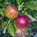 Apfel Boskoop rot pixabay