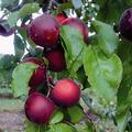 Aprikosenkirsche 'Aprikyra', Prunus Hybride