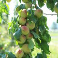 Aromapfirsich Veroma Pico (Prunus mira-Hybride)